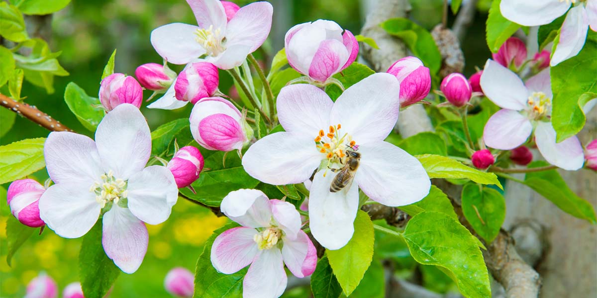 Assomela alla kermesse riminese con Melinda, VIP e VOG 